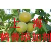 乳糖酶的最新報價，乳糖酶的添加標準，乳糖酶是什么