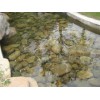 廠家大量供應各種規(guī)格各種型號優(yōu)質景觀水處理