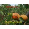 迷迭香提取物，抗氧化劑迷迭香提取物