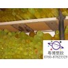 土黃色PU棒，聚氨酯棒，優(yōu)力膠棒、彈簧膠棒廠家